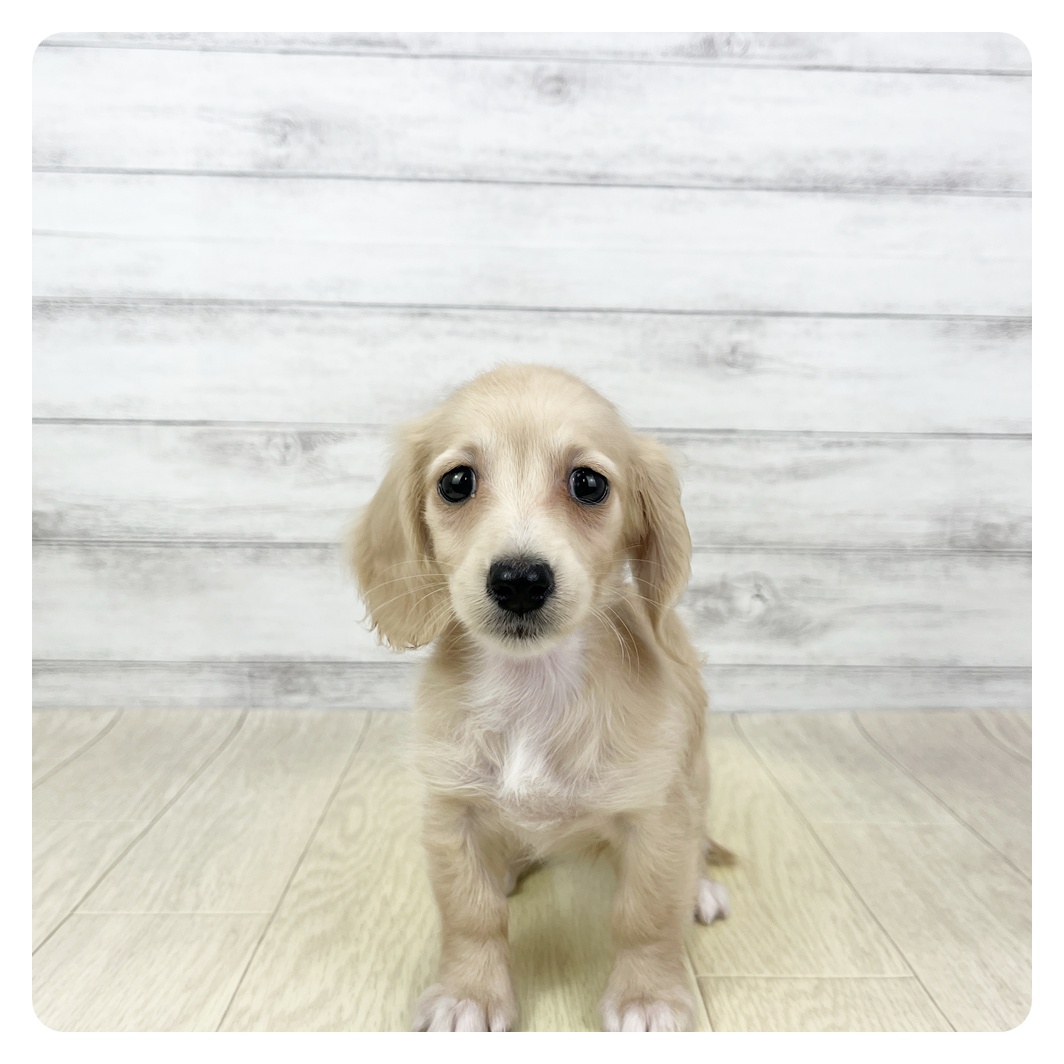 三重県のミニチュアダックスフンド(ロング) (犬の家＆猫の里三重桑名店/2026年3月23日生まれ/女の子/イエロー)の子犬の2枚目の画像