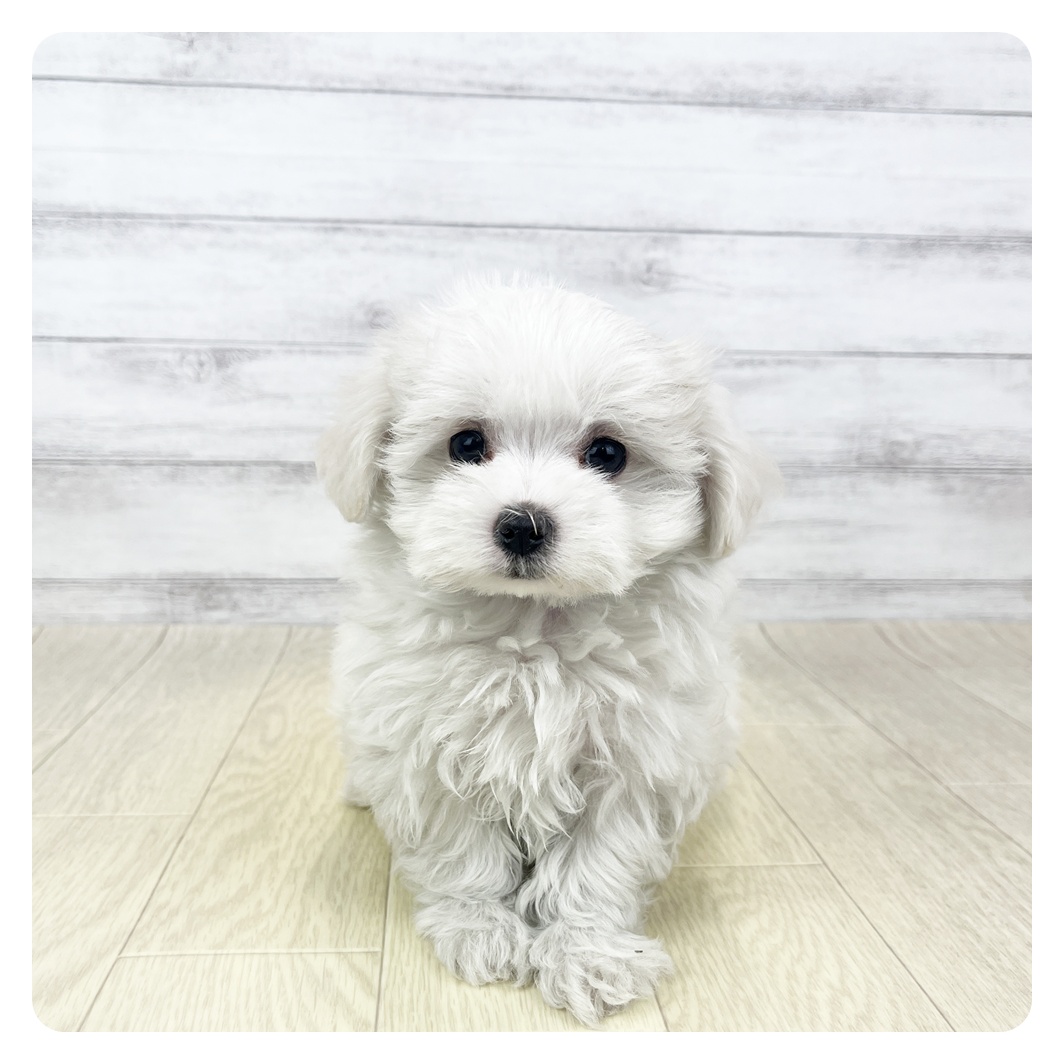 愛知県のマルチーズ (犬の家＆猫の里名古屋天白店/2026年3月25日生まれ/男の子/ホワイト)の子犬