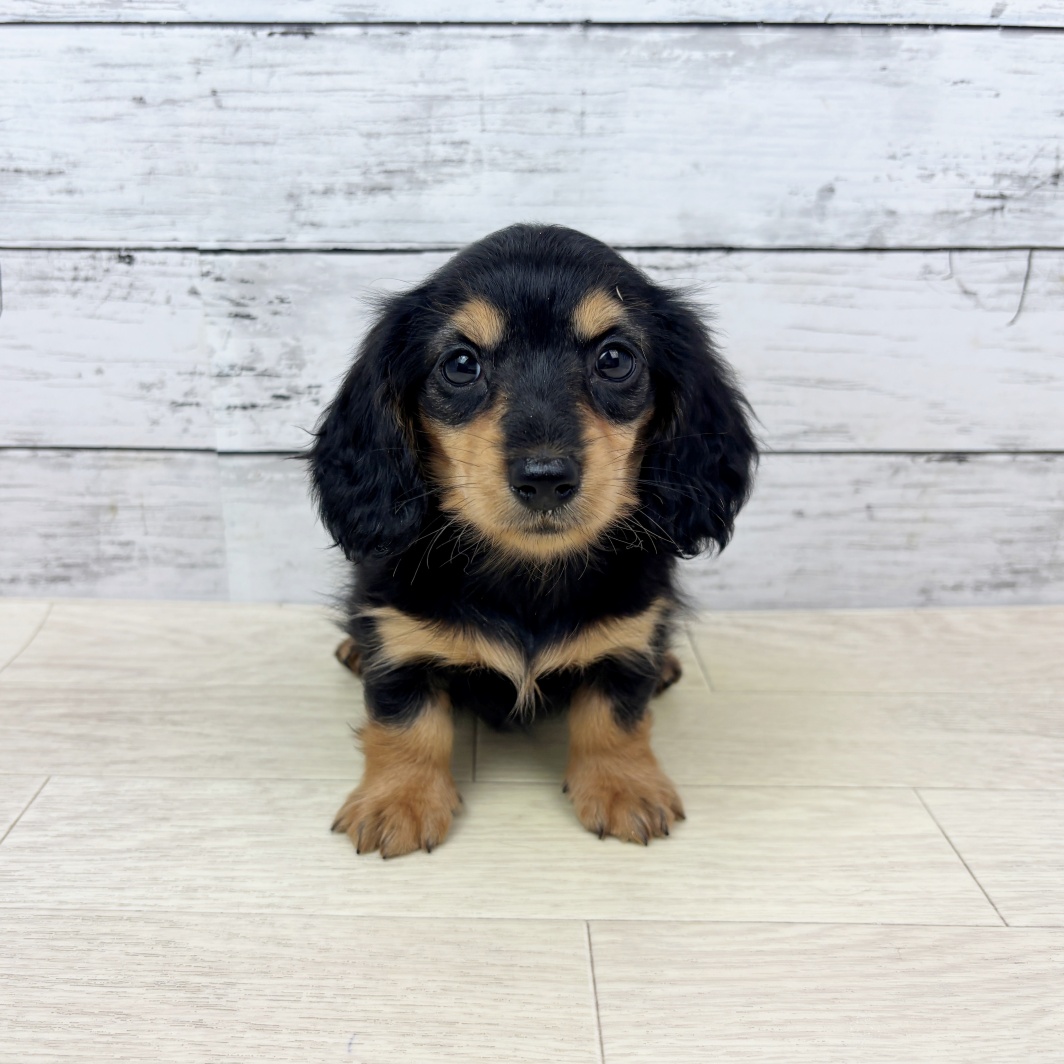 滋賀県のミニチュアダックスフンド(ロング) (犬の家＆猫の里長浜店/2026年3月25日生まれ/女の子/ブラックタン)の子犬