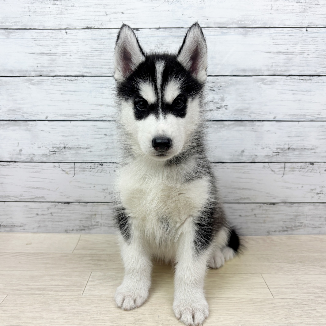 京都府のシベリアンハスキー (犬の家＆猫の里京都精華店/2026年3月25日生まれ/男の子/ブラックホワイト)の子犬