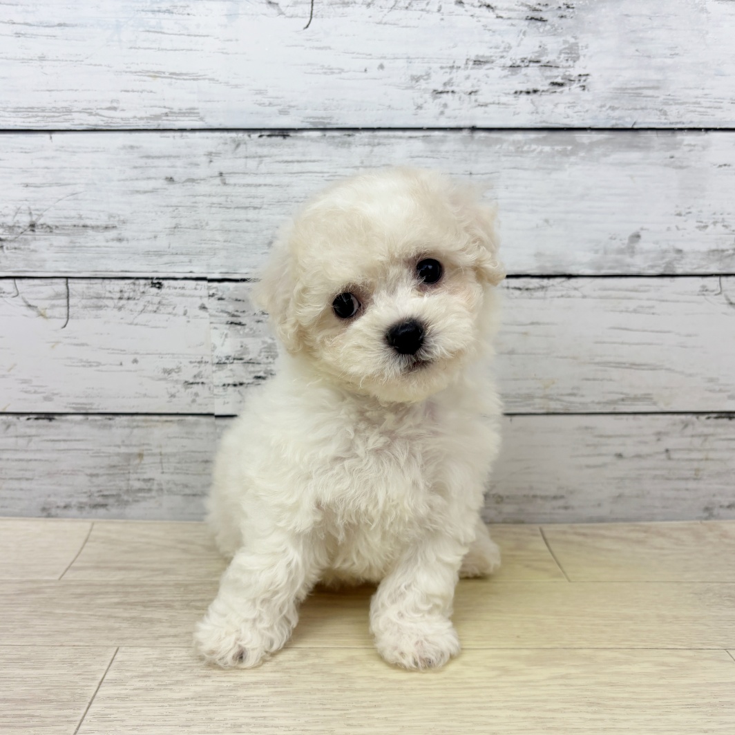 滋賀県のビションフリーゼ (犬の家＆猫の里長浜店/2026年3月25日生まれ/女の子/ホワイト)の子犬
