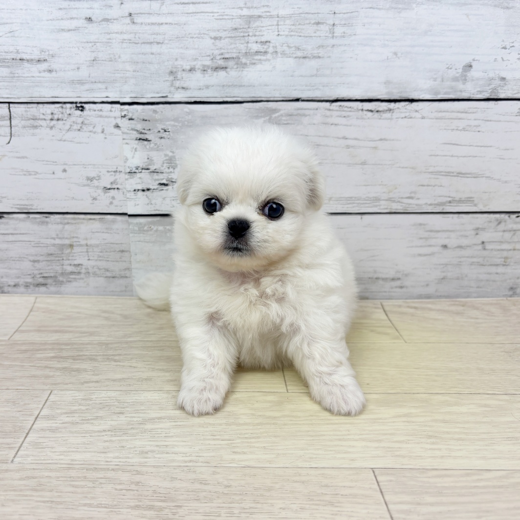 滋賀県のハーフ犬・ミックス犬 (犬の家＆猫の里近江八幡店/2026年3月26日生まれ/女の子/ホワイト)の子犬