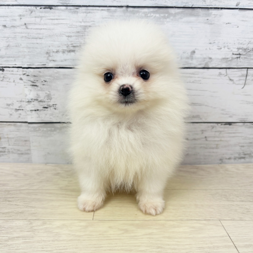 滋賀県のポメラニアン (犬の家＆猫の里長浜店/2026年3月25日生まれ/女の子/クリーム)の子犬