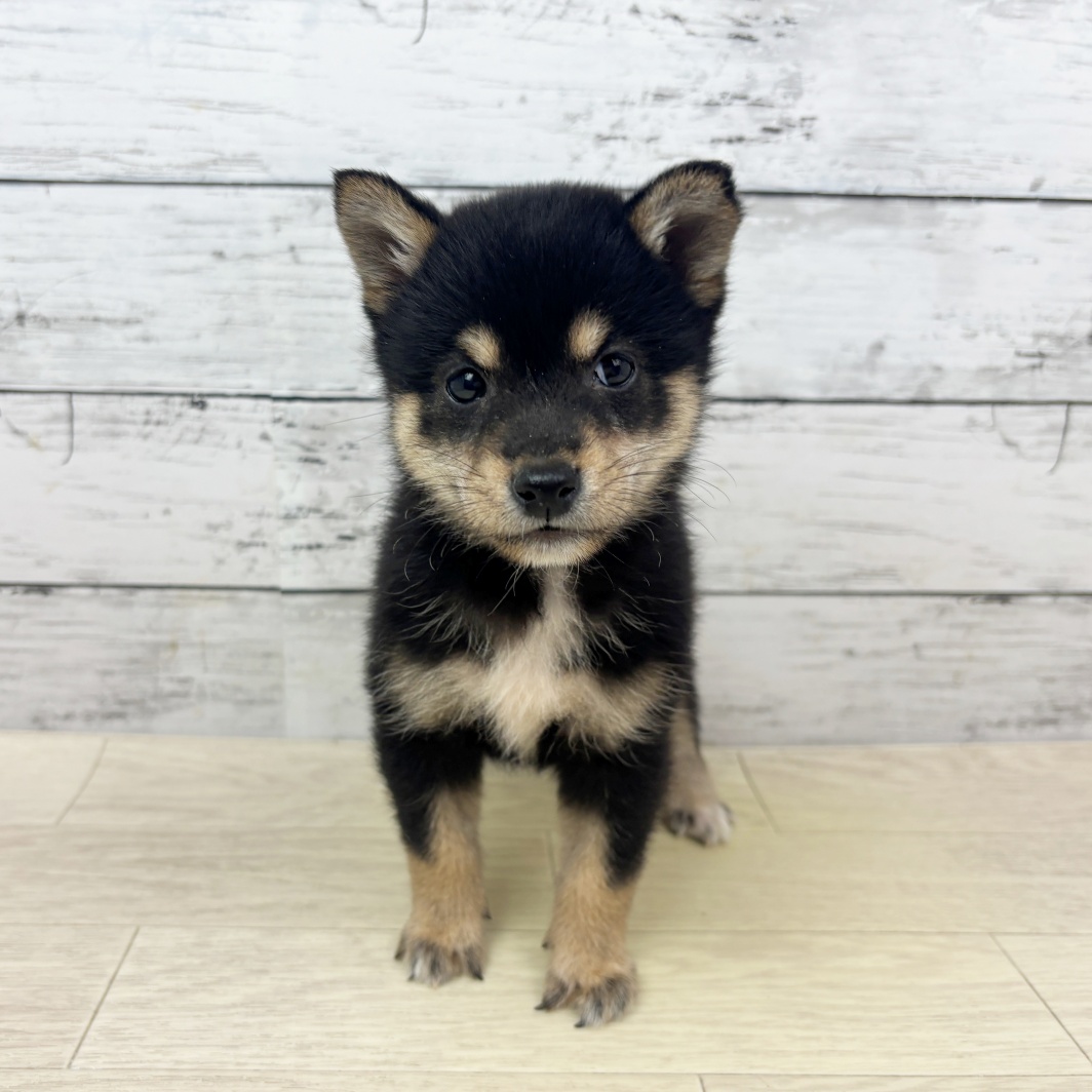 兵庫県の豆柴 (犬の家＆猫の里川西店/2026年3月19日生まれ/女の子/黒)の子犬