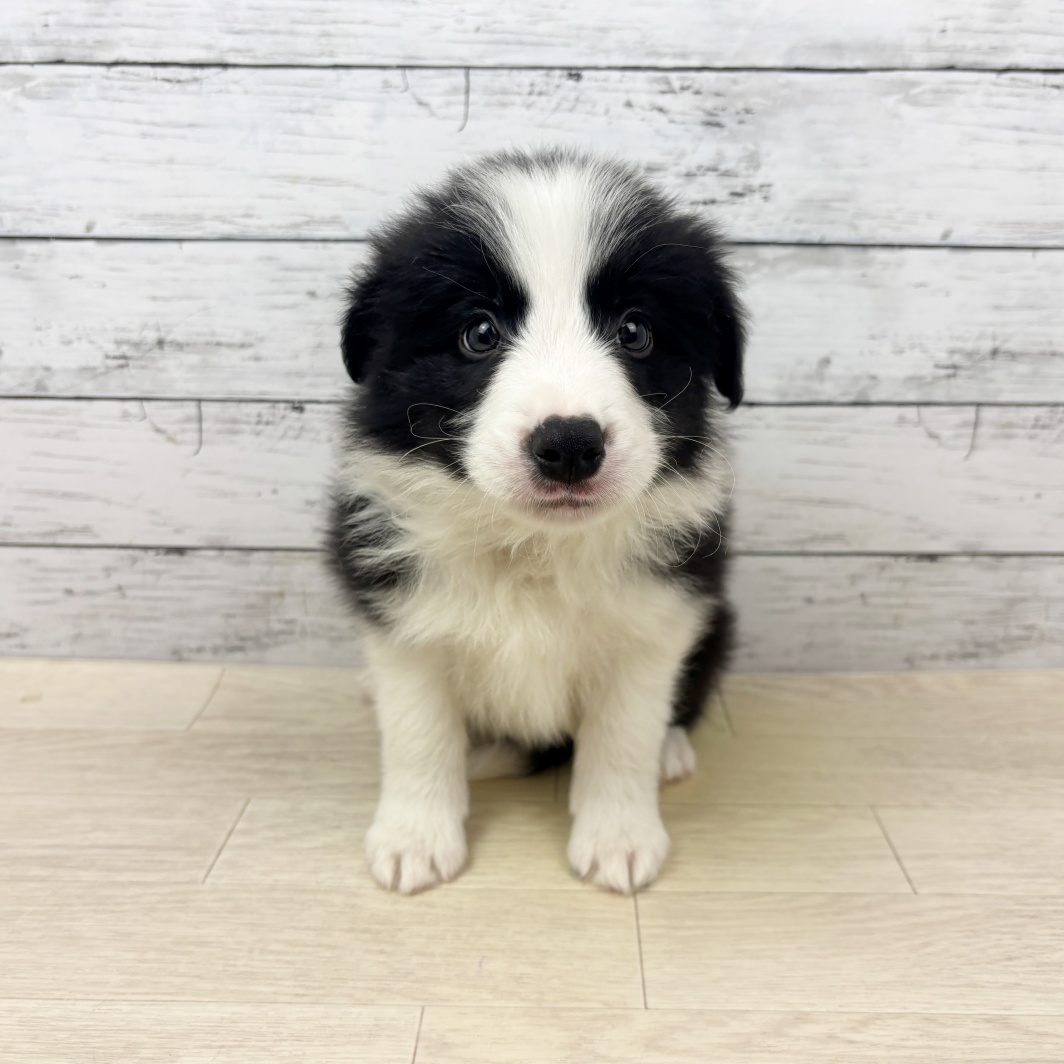 滋賀県のボーダーコリー (犬の家＆猫の里長浜店/2026年3月25日生まれ/男の子/ブラックホワイト)の子犬