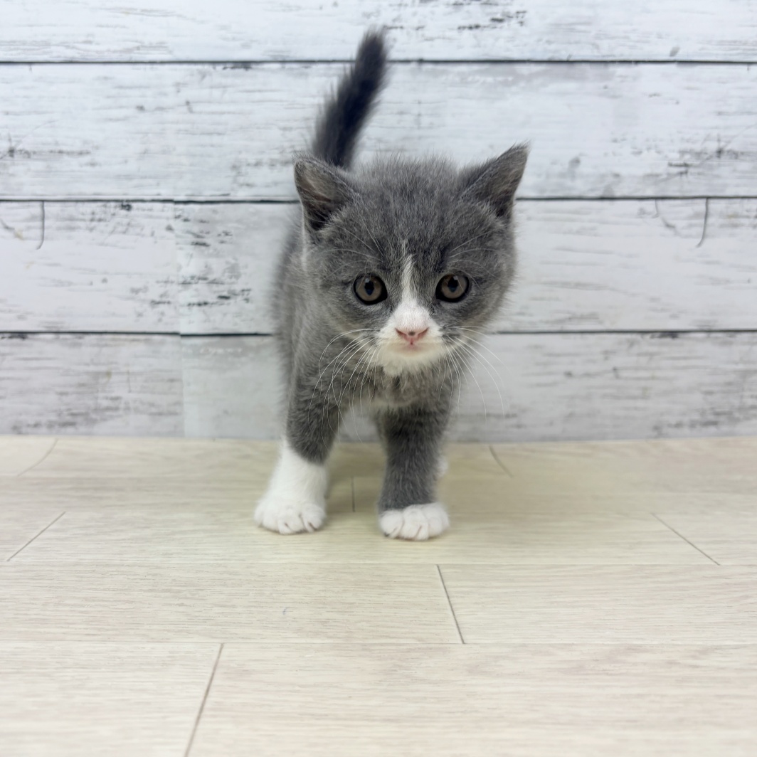 兵庫県のブリティッシュショートヘアー (犬の家＆猫の里カナート西神戸店/2026年3月25日生まれ/男の子/ブルーホワイト)の子猫の2枚目の画像
