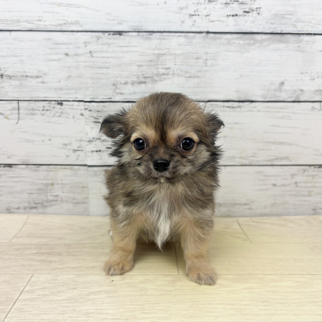 滋賀県のチワワ(ロング) (犬の家＆猫の里長浜店/2026年3月24日生まれ/女の子/フォーンホワイト)の子犬