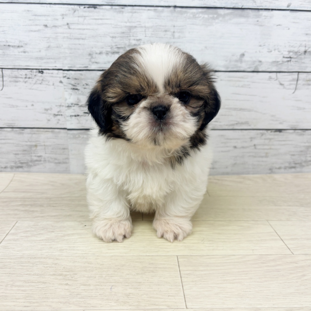 兵庫県のシーズー (犬の家＆猫の里川西店/2026年3月25日生まれ/男の子/ホワイトゴールド)の子犬