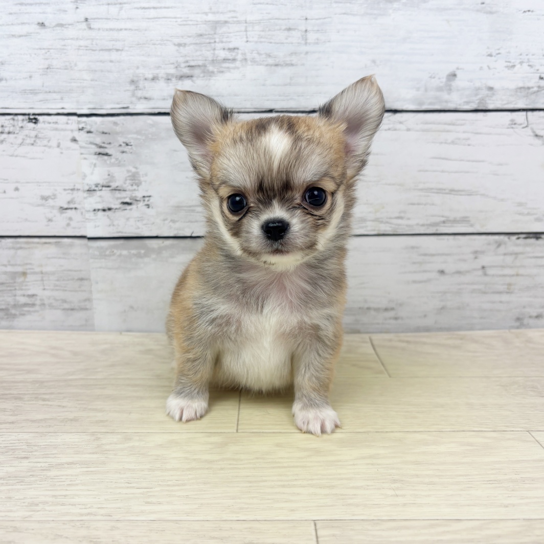 兵庫県のチワワ(ロング) (犬の家＆猫の里川西店/2026年3月26日生まれ/男の子/フォーンホワイト)の子犬
