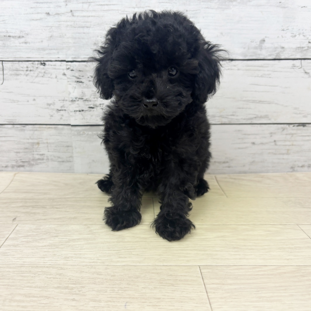 兵庫県のトイプードル(トイ) (犬の家＆猫の里神戸店/2026年3月22日生まれ/女の子/ブラック)の子犬