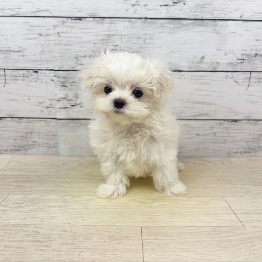 大阪府のマルチーズ (犬の家＆猫の里そよら東岸和田店/2026年3月21日生まれ/男の子/ホワイト)の子犬