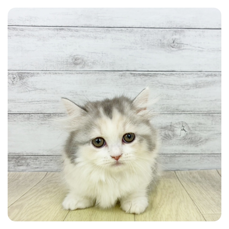 千葉県のマンチカン (犬の家＆猫の里BIGHOPガーデンモール印西店/2026年3月19日生まれ/女の子/ブルーシルバーパッチドタビーホワイト)の子猫