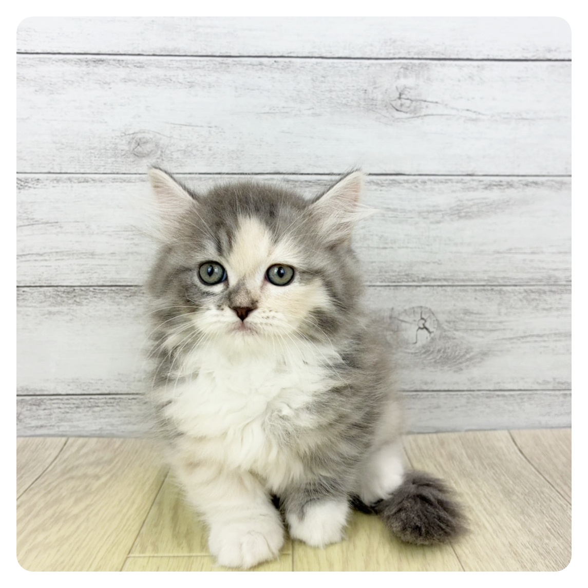 兵庫県のマンチカン (犬の家＆猫の里カナート西神戸店/2026年3月28日生まれ/女の子/ブルーパッチドタビーホワイト)の子猫