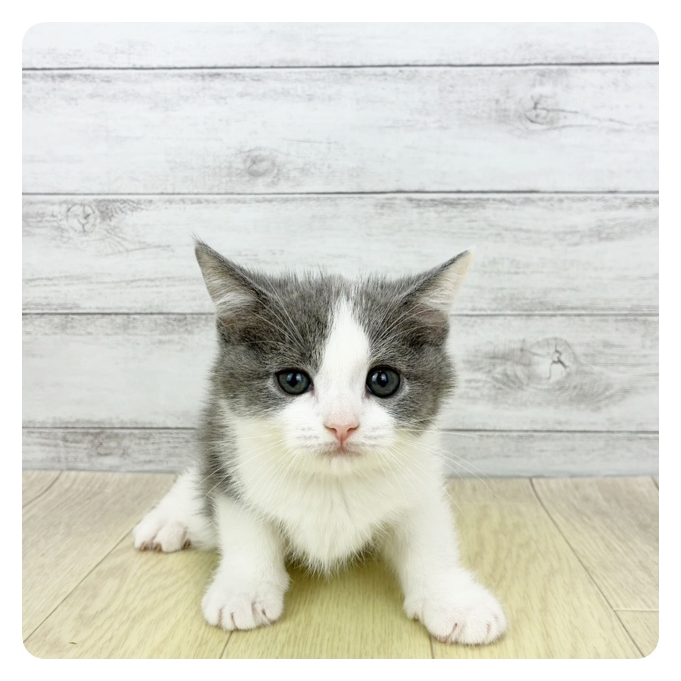 スコティッシュストレート男の子の写真