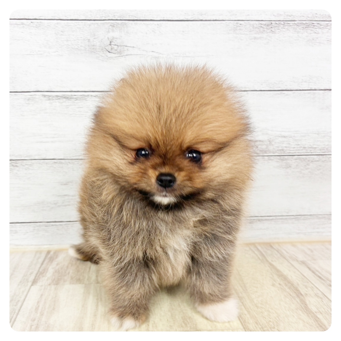 兵庫県のポメラニアン (犬の家＆猫の里川西店/2026年3月25日生まれ/女の子/オレンジ)の子犬