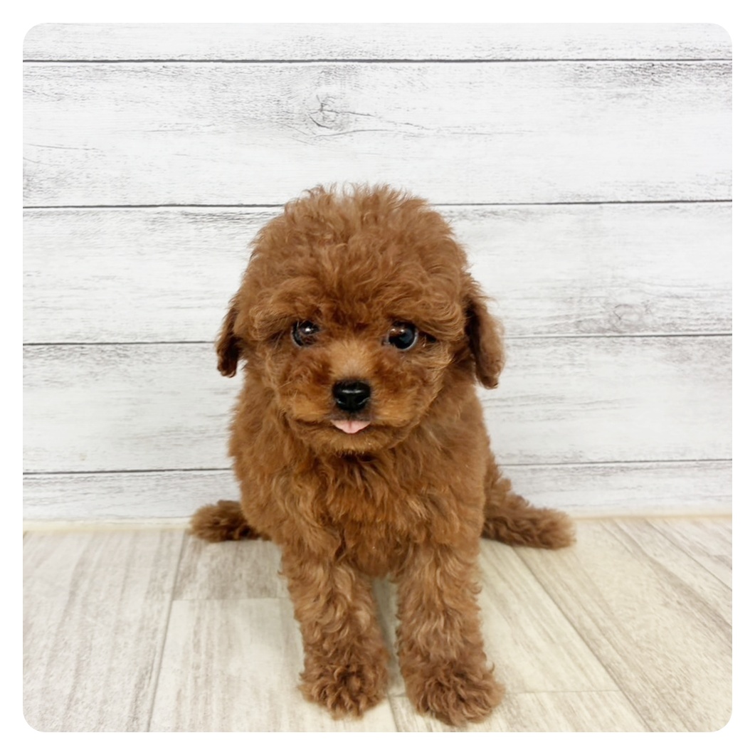 兵庫県のトイプードル(ティーカップ) (犬の家＆猫の里川西店/2026年3月25日生まれ/女の子/レッドフォーン)の子犬
