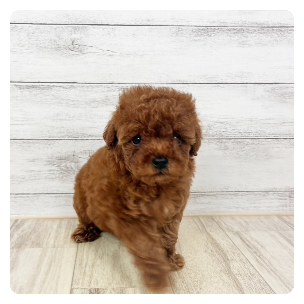 兵庫県のトイプードル(ティーカップ) (犬の家＆猫の里川西店/2026年3月25日生まれ/女の子/レッドフォーン)の子犬