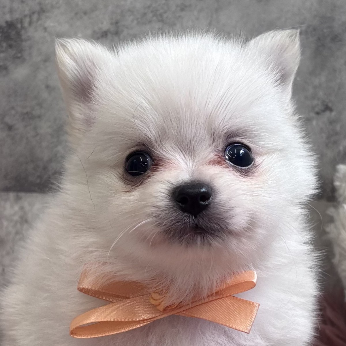 ハーフ犬男の子の写真