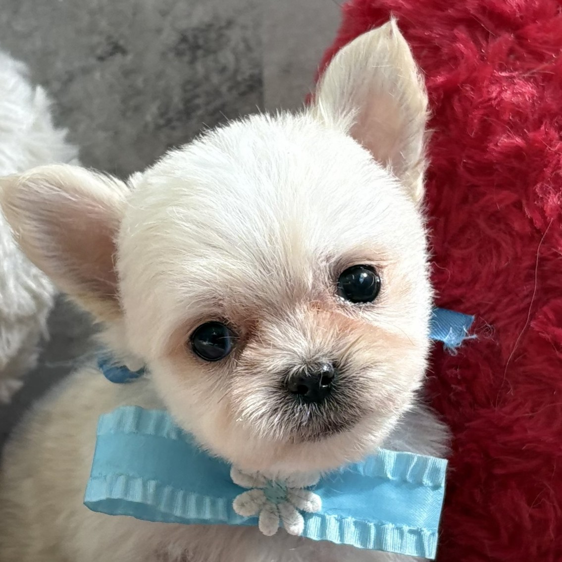 ハーフ犬女の子の写真