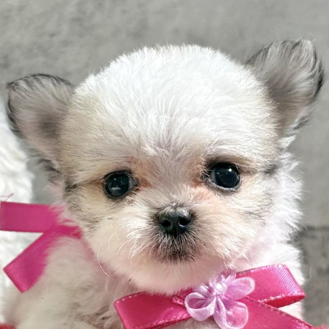ハーフ犬男の子の写真