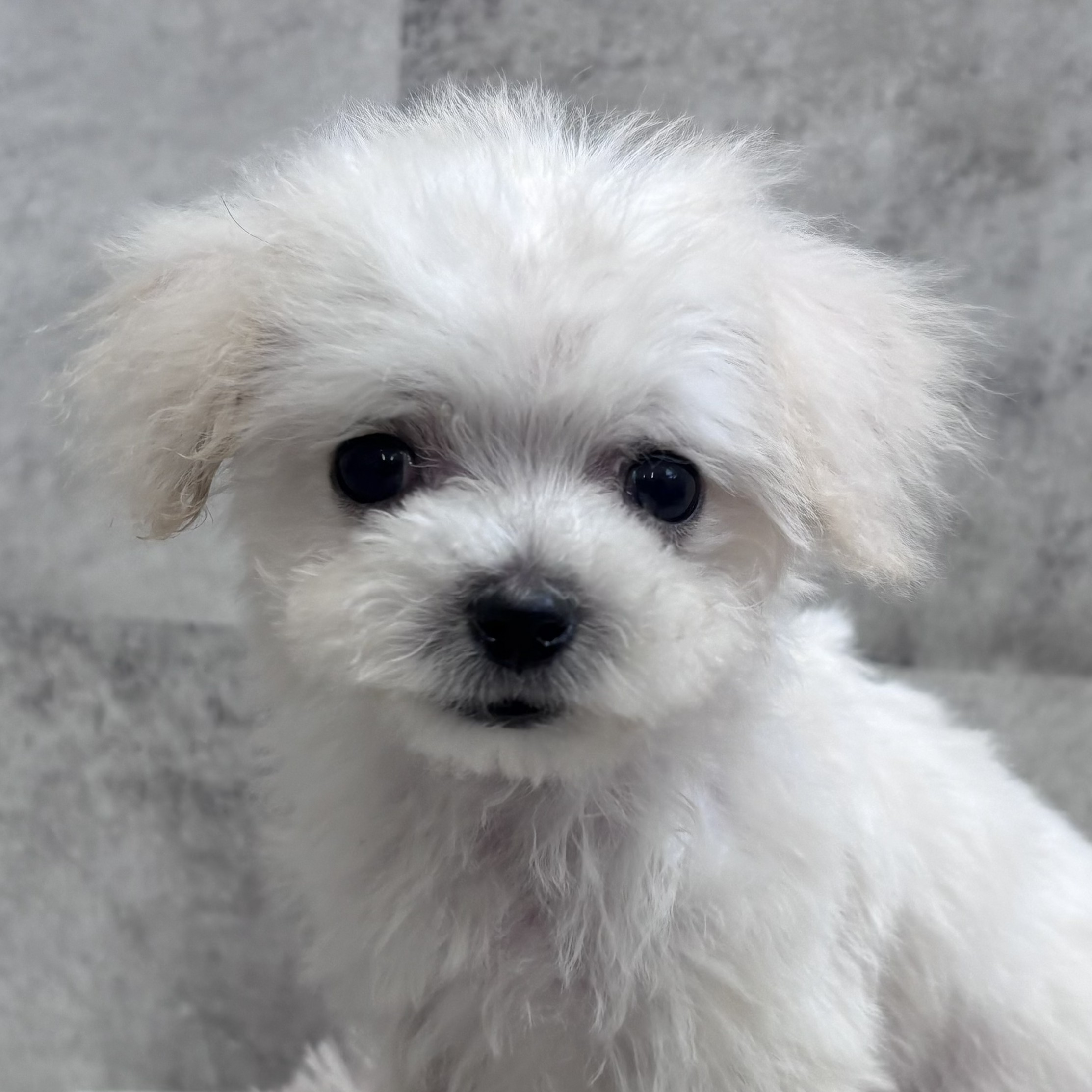 ハーフ犬女の子の写真