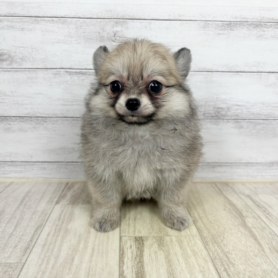ハーフ犬女の子の写真