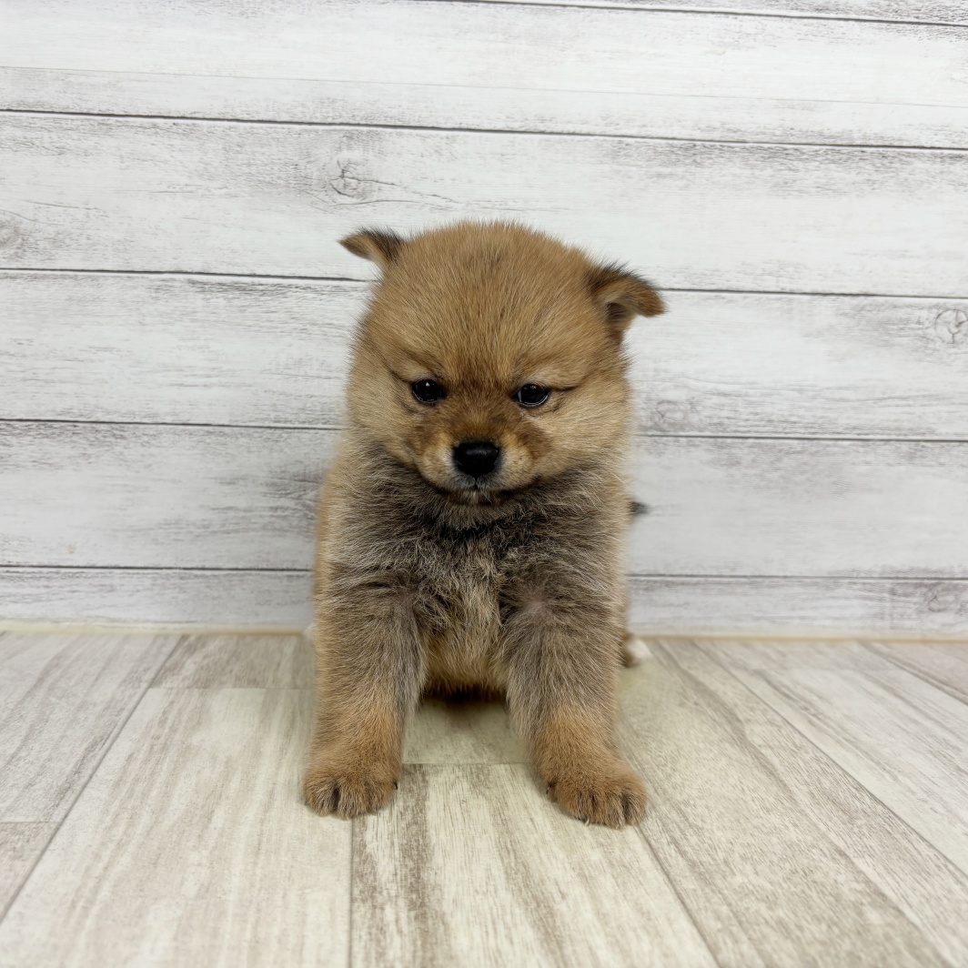 ハーフ犬女の子の写真