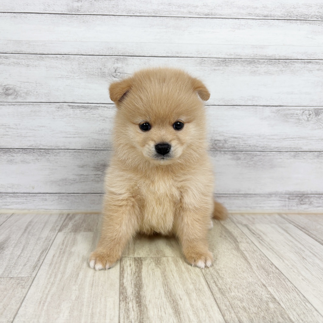ハーフ犬男の子の写真
