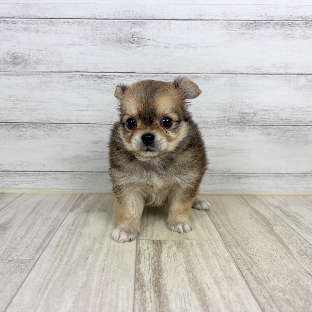 ハーフ犬女の子の写真
