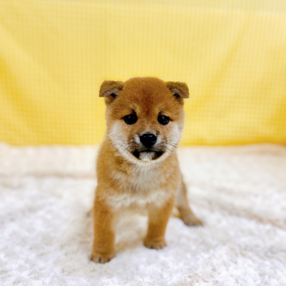愛知県の豆柴 (犬の家＆猫の里一宮店/2026年3月28日生まれ/男の子/赤)の子犬