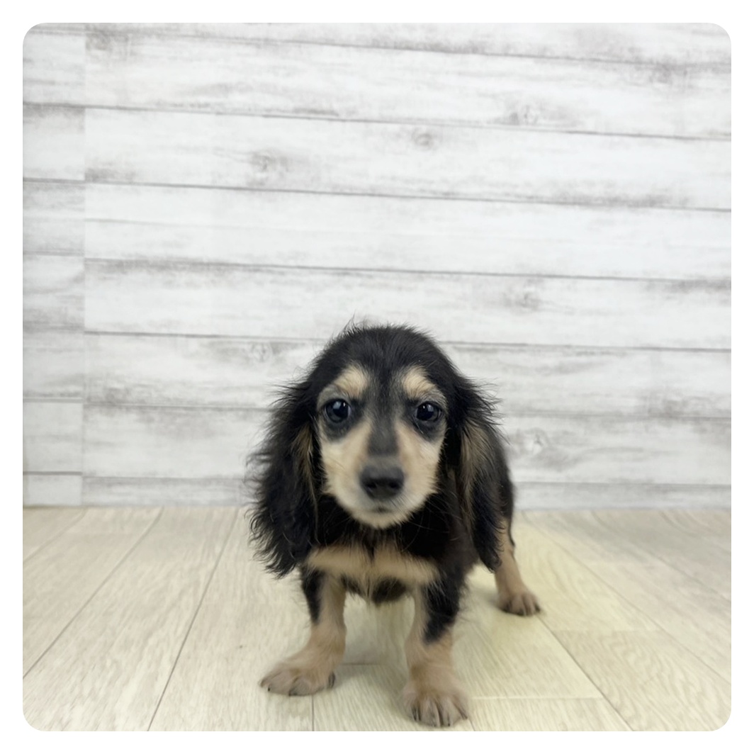 岐阜県のミニチュアダックスフンド(ロング) (犬の家＆猫の里岐南店/2026年3月27日生まれ/女の子/ブラックイエロー)の子犬