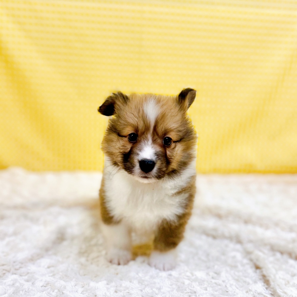愛知県のハーフ犬・ミックス犬 (犬の家＆猫の里一宮店/2026年3月29日生まれ/男の子/セーブルホワイト)の子犬の1枚目の画像