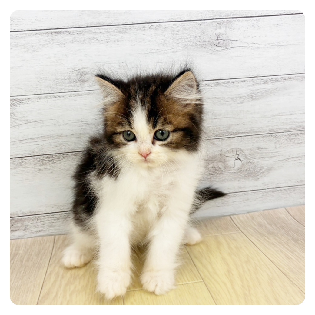 福井県のラガマフィン (犬の家＆猫の里アミーゴ福井店/2026年3月26日生まれ/男の子/ブラウンタビーホワイト)の子猫