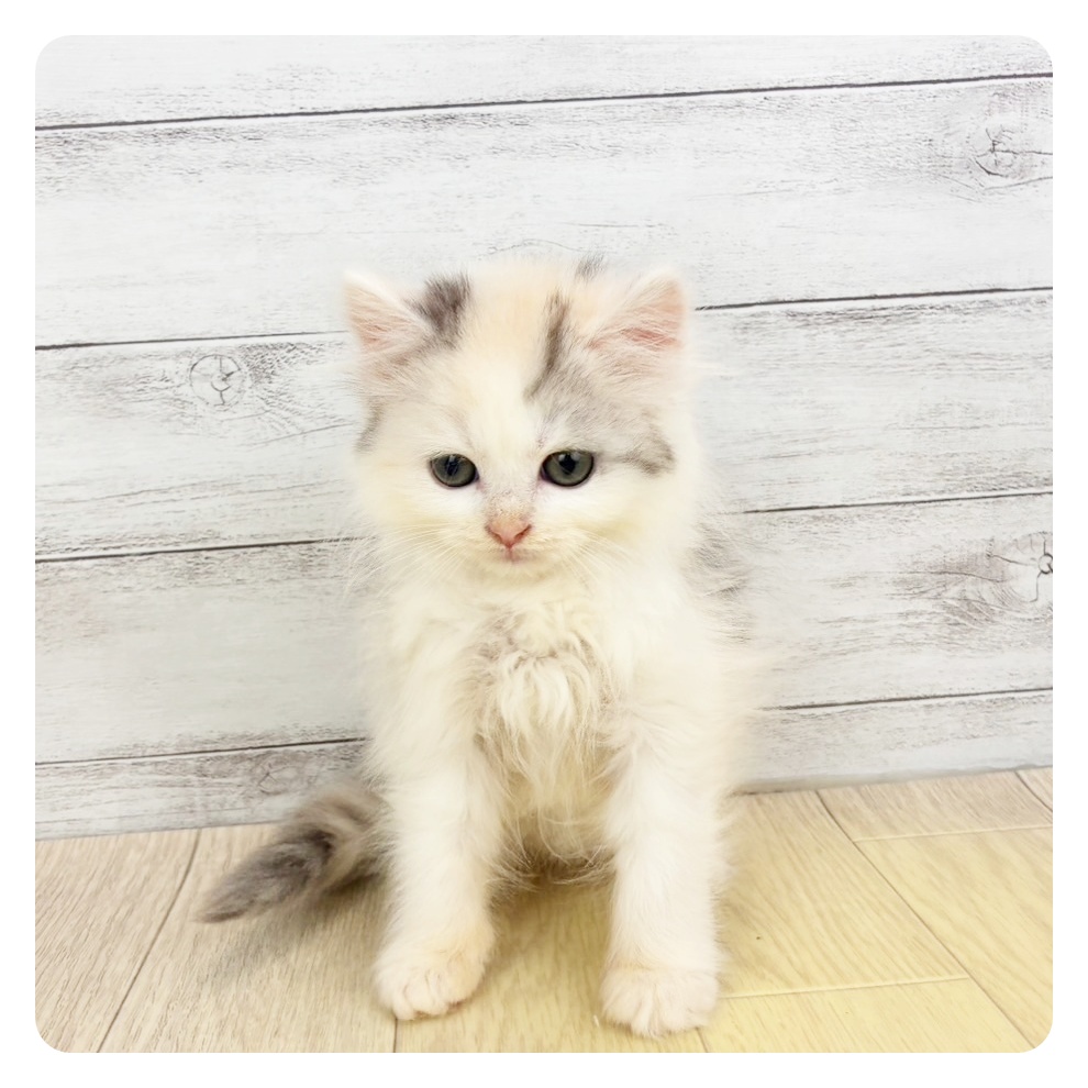 福井県のラガマフィン (犬の家＆猫の里アミーゴ福井大和田店/2026年3月26日生まれ/女の子/ブルーパッチドタビーホワイト)の子猫