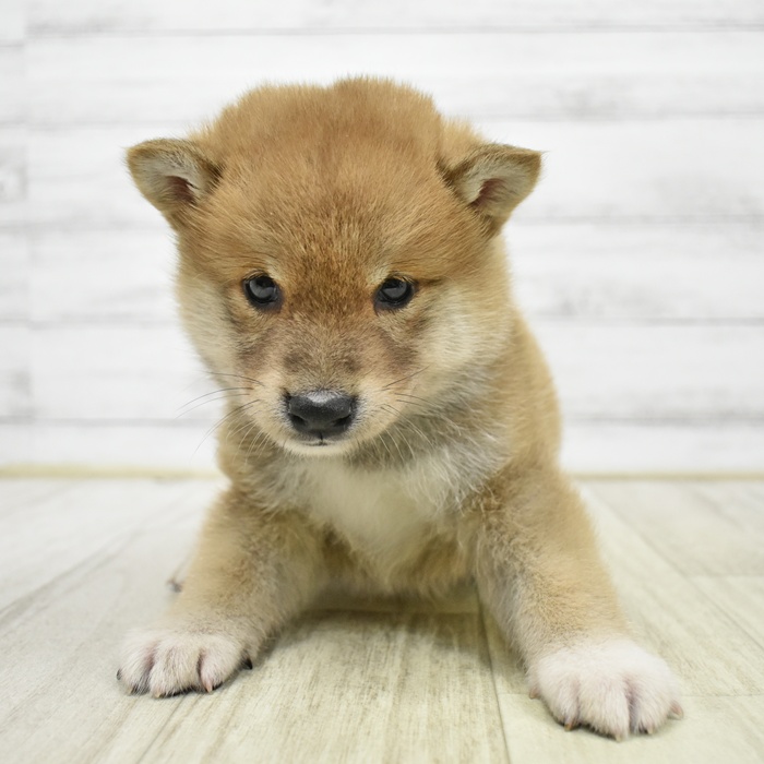 千葉県の柴犬(標準サイズ) (犬の家＆猫の里ワンズモール稲毛店/2026年3月30日生まれ/男の子/赤)の子犬