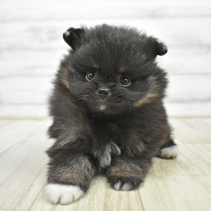 千葉県のポメラニアン (犬の家＆猫の里BIGHOPガーデンモール印西店/2026年3月31日生まれ/女の子/ブラックタン)の子犬の4枚目の画像