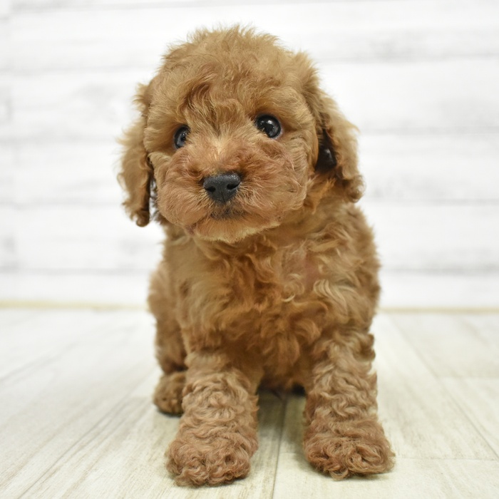 静岡県のトイプードル(トイ) (犬の家＆猫の里富士店/2026年3月30日生まれ/男の子/レッド)の子犬