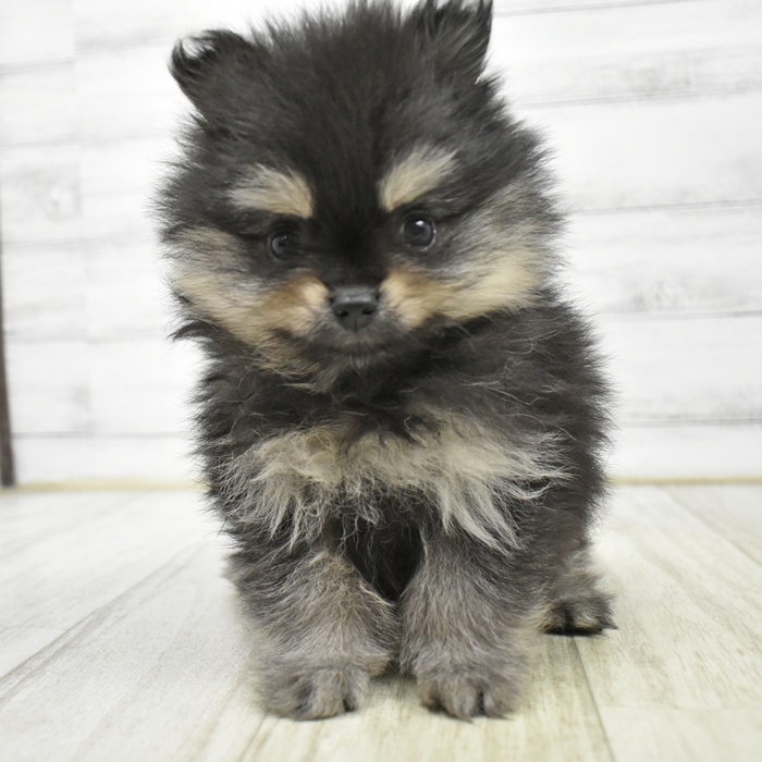 福井県のポメラニアン (犬の家＆猫の里アミーゴ福井大和田店/2026年3月30日生まれ/女の子/ブラックタン)の子犬