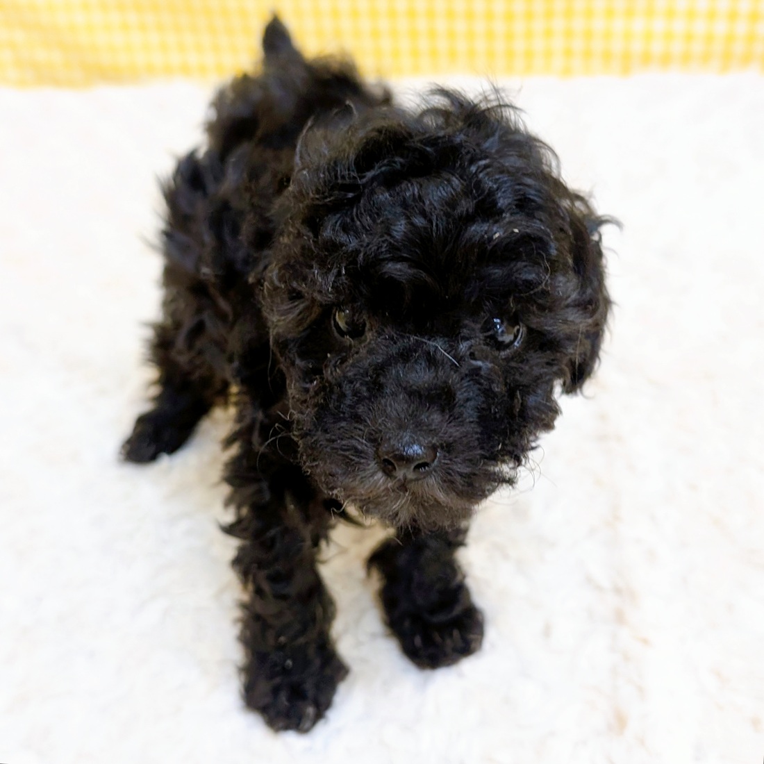 愛知県のトイプードル(トイ) (犬の家＆猫の里一宮店/2026年3月30日生まれ/女の子/ブラック)の子犬の1枚目の画像