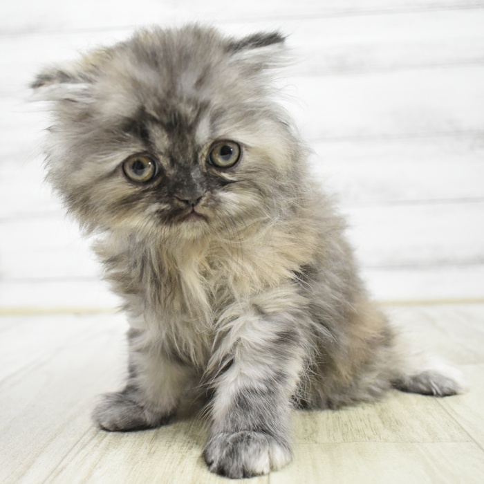東京都のスコティッシュフォールド (犬の家＆猫の里新宿店/2026年3月31日生まれ/女の子/シェーデットシルバー)の子猫