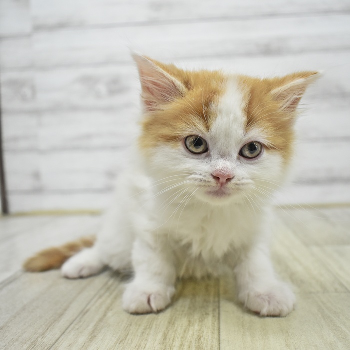 神奈川県のスコティッシュフォールド (犬の家＆猫の里元住吉ブレーメン通り店/2026年3月28日生まれ/男の子/レッドタビーホワイト)の子猫
