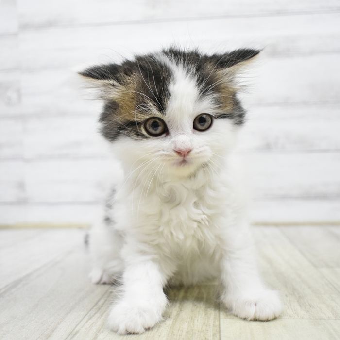 静岡県のスコティッシュフォールド (犬の家＆猫の里アミーゴ浜松和田店/2026年3月28日生まれ/女の子/ブラウンタビーホワイト)の子猫
