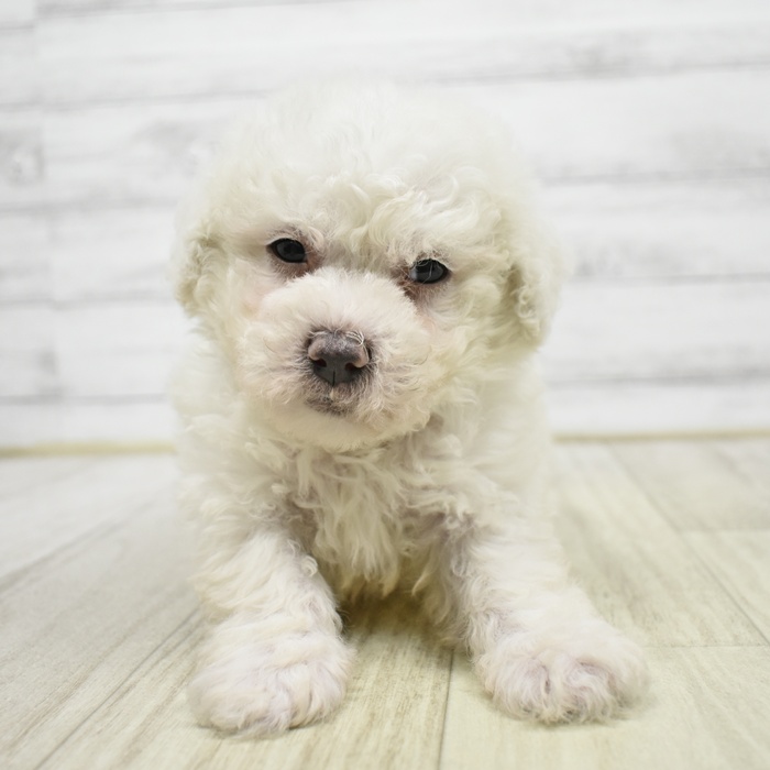 千葉県のビションフリーゼ (犬の家＆猫の里BIGHOPガーデンモール印西店/2026年3月31日生まれ/男の子/ホワイト)の子犬