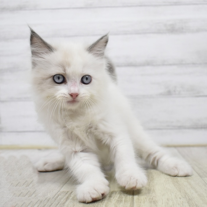 石川県のラグドール (犬の家＆猫の里アミーゴ金沢有松店/2026年3月29日生まれ/男の子/ブルーポイントバイカラー)の子猫
