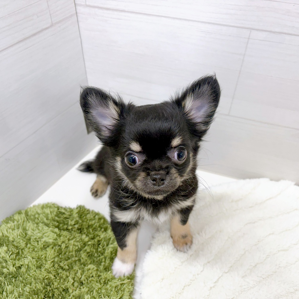 石川県のチワワ(ロング) (犬の家＆猫の里アミーゴ金沢おこばた店/2026年3月31日生まれ/男の子/ブラックタンホワイト)の子犬の1枚目の画像
