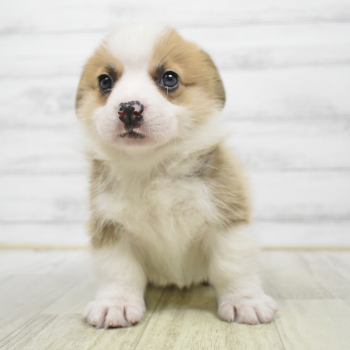 静岡県のウェルシュコーギーペンブローク (犬の家＆猫の里マークイズ静岡店/2026年3月31日生まれ/男の子/セーブルホワイト)の子犬