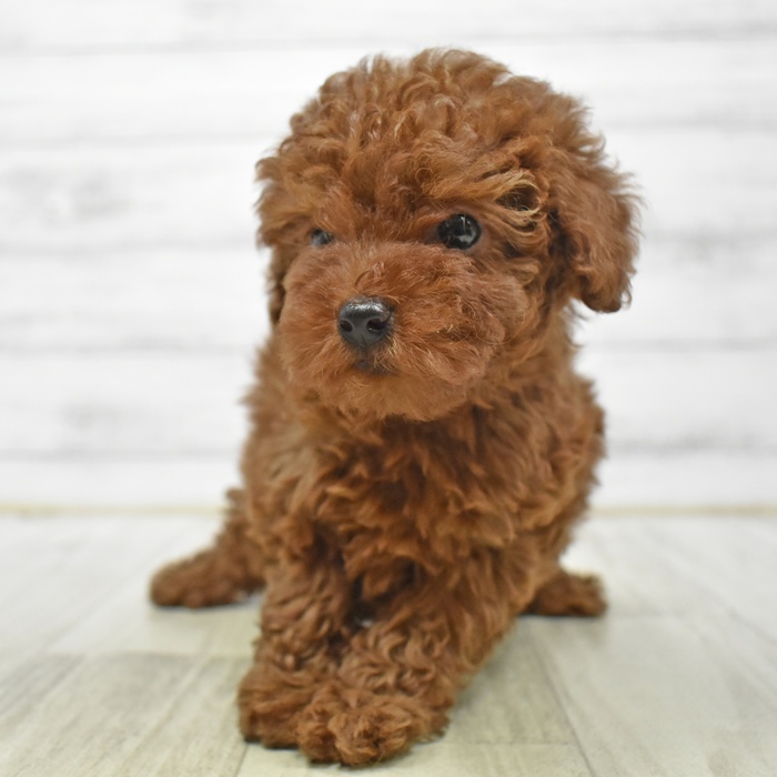 富山県のトイプードル(トイ) (犬の家＆猫の里アミーゴ高岡蓮花寺店/2026年3月30日生まれ/女の子/レッド)の子犬
