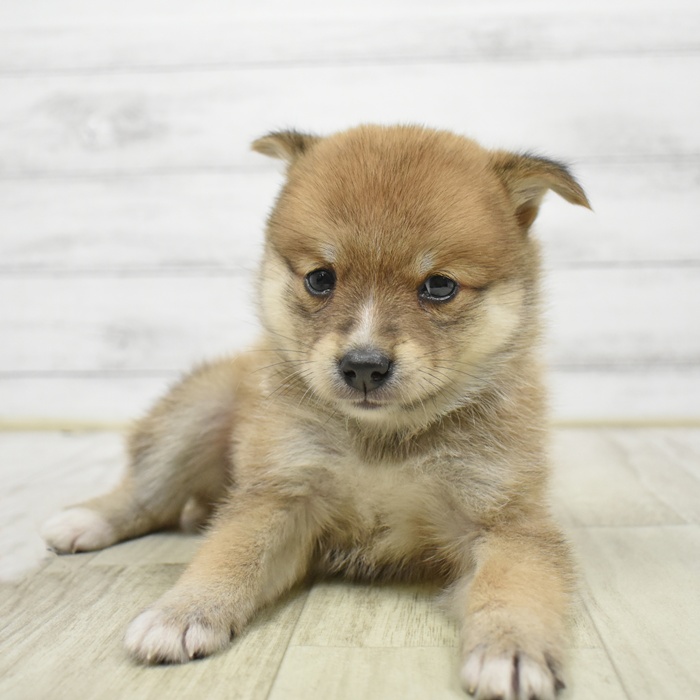 神奈川県のポメ柴/豆ポメ/ポメ豆柴(ポメラニアン×柴犬) (犬の家＆猫の里元住吉ブレーメン通り店/2026年3月29日生まれ/女の子/赤)の子犬
