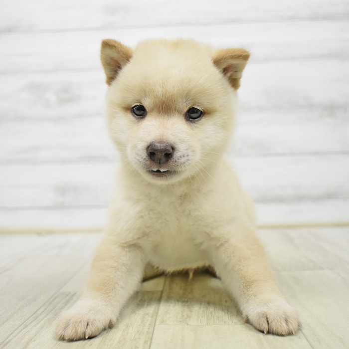 静岡県の豆柴 (犬の家＆猫の里藤枝店/2026年3月30日生まれ/男の子/白)の子犬