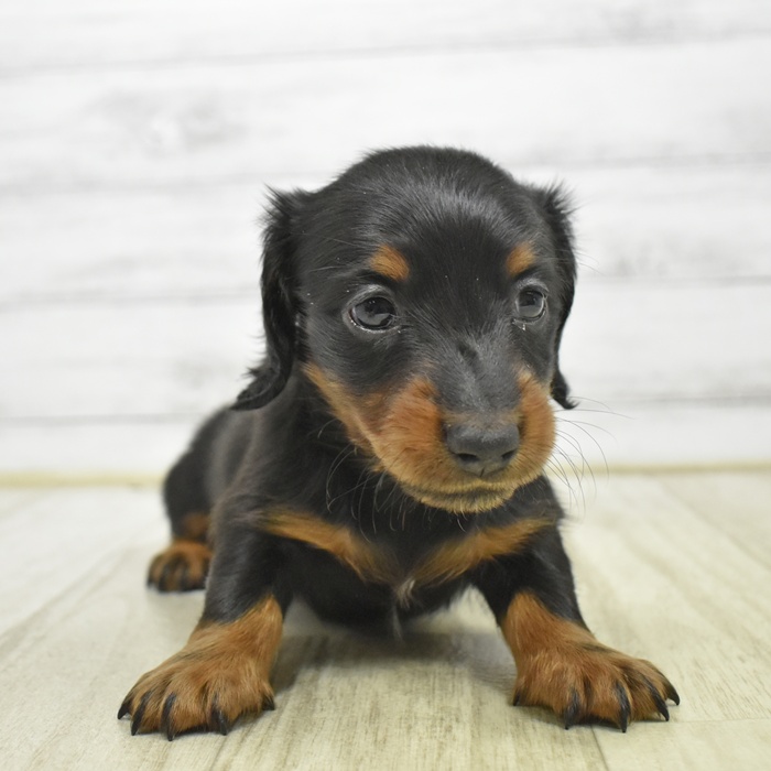 石川県のミニチュアダックスフンド(ロング) (犬の家＆猫の里金沢店/2026年3月31日生まれ/女の子/ブラックタン)の子犬